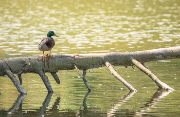 Stockente auf umgestürztem Baum