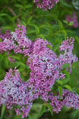 Beautiful blooming lilac. Selective soft focus, blurred background