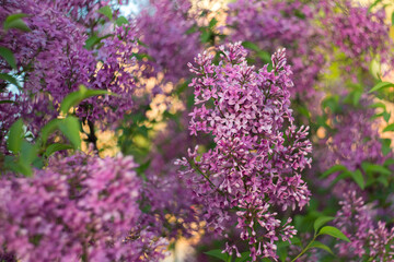 Beautiful blooming lilac. Selective soft focus, blurred background
