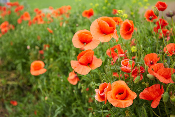 Fototapeta na wymiar a large field in the village with red blooming poppies and green leaves on a spring day in the sun. Delicate poppy petals flutter in the wind under the warm sun, horizontal photo