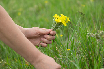 woman hand yellow flowers in nature