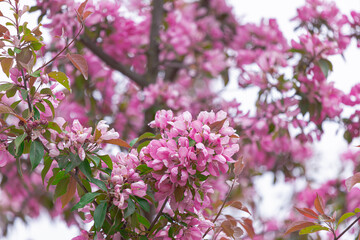 Abundantly blooming apple tree. pink color .. Flowers of the apple tree.