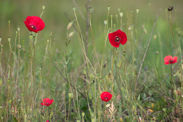 Poppy flower on the field. A poppy is a flowering plant in the subfamily Papaveroideae of the family Papaveraceae. Poppies are herbaceous plants, often grown for their colourful flowers.