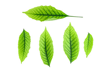Naklejka na ściany i meble set of five green leaves isolated on white background