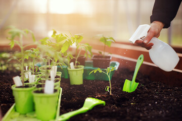 Woman hands spraying vegetable seedling in pot in soil with fertilizer or water in greenhouse in...