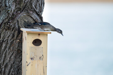 Hen wood duck perched on a nesting box.