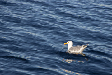  herring gull swims on the dark blue seav