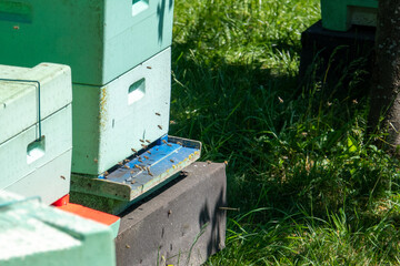 bees fly excitedly into the beehive of a beekeeper