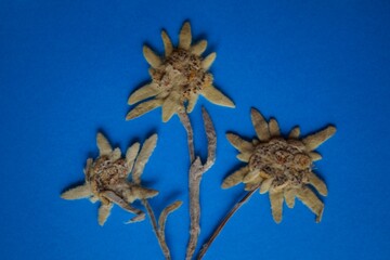 Pressed alpine edelweiss flowers, Leontopodium alpinum Cass
