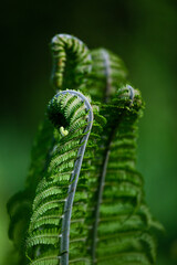 green ferns on a green background