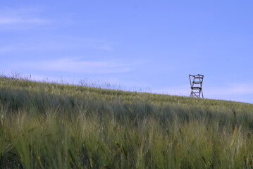Korn Feld mit Ansitz für die Jagd