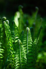 green ferns on a green background