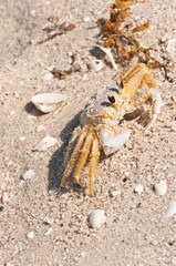 Top view, close distance of, a ghost crab, on a sandy, tropical, beach, on the gulf of Mexico, on a sunny morning