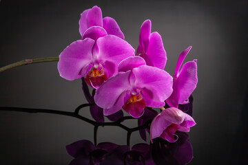 Fototapeta na wymiar Beautiful orchid flower on black background for beauty, spa and agriculture concept design. Phalaenopsis Orchidaceae.