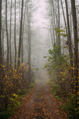 Pine foggy forest. Morning in nature. Rainy wet cloudy day. Autumn. Road along the middle of the forest.