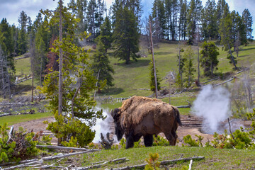 Iconic Yellowstone National Park scene..American bison (bison bison) wandering near an active geyser. © Joe