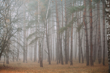 Pine foggy forest. Morning in nature. Rainy wet cloudy day. Autumn..