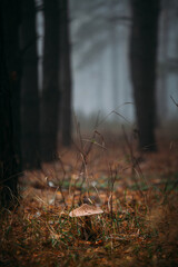 Mushroom in the autumn foggy forest.
