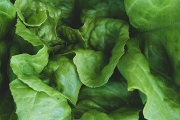 Close up of homegrown organic green lettuce leafs