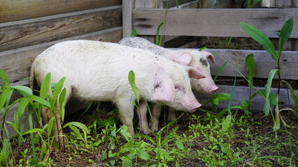Piglets on a background of green grass. Young pigs on the grass.