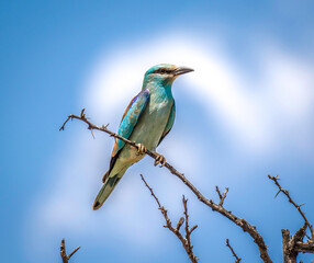 lilac breasted roller on a branch