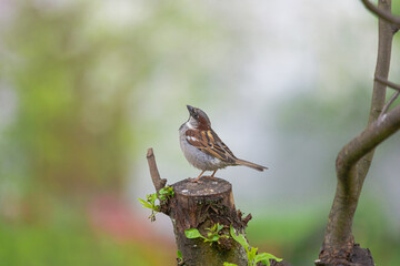 sparrow, a small bird with gray-black plumage. on a blurred background of greenery