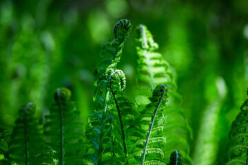 green ferns on a green background