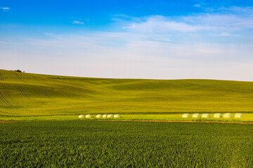 Fototapeta na wymiar Beautiful green field that ripples and the sun shines on them. A landscape of waves called Moravian Tuscany in the Czech Republic.
