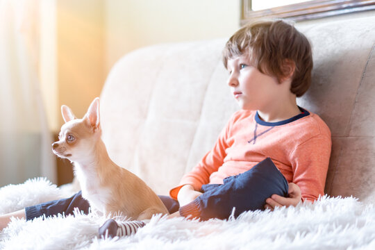 Puppy chihuahua and child boy watching movie together, sitting on sofa entertaining in living room. Caucasian kid and dog enjoying free leisure time at home on couch