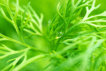 Young dill grows in a greenhouse. The concept of fresh herbs, flavoring, healthy food, veganism. Detailed macro photo.