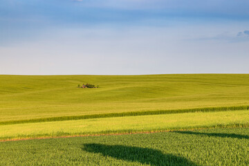 Beautiful green field that ripples and the sun shines on them. A landscape of waves called Moravian Tuscany in the Czech Republic.