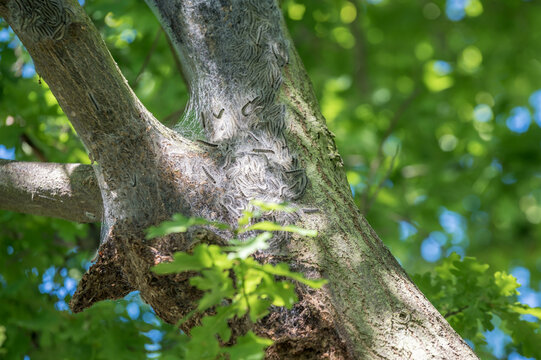 Eiche mit dem Nest des gef&auml;hrlichen Eichen-Prozessionsspinner am Stamm