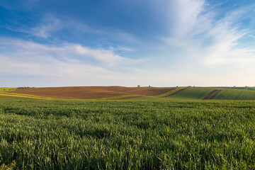 Obraz premium Beautiful green field that ripples and the sun shines on them. A landscape of waves called Moravian Tuscany in the Czech Republic.