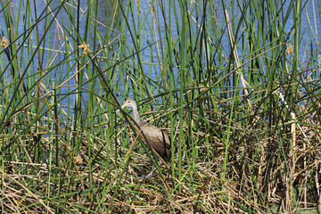 Limpkin hiding in reeds at edge of lake