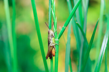 Baby grasshopper