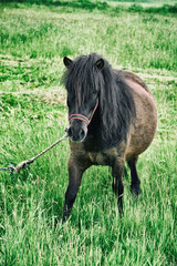Konie © Magorzata