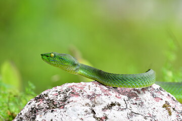 Green Pit Viper,Green snake in Malaysia,Green pit viper is a common name for several venomous snakes and may refer toTrimeresurus albolabris, native to southeastern Asia from India to China.on green.