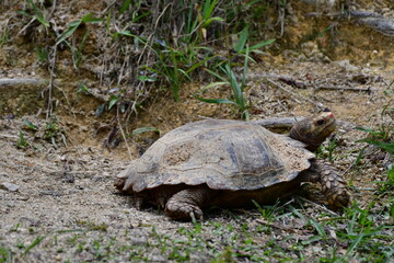 turtle on the grass