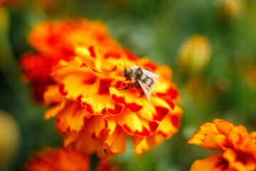 Bumblebee collects honey on marigold. Close up