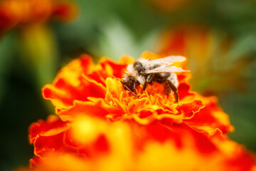 Bumblebee collects honey on marigold. Close up