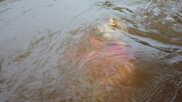 immersion of indian god ganesh idol.