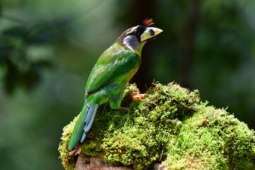 The fire-tufted barbet (Psilopogon pyrolophus) is a species of bird in the Asian barbet family Megalaimidae. It is native to Peninsular Malaysia and Sumatra, where it inhabits tropical moist lowland.