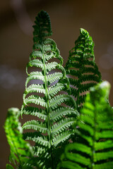 green ferns on a green background