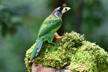 The fire-tufted barbet (Psilopogon pyrolophus) is a species of bird in the Asian barbet family Megalaimidae. It is native to Peninsular Malaysia and Sumatra, where it inhabits tropical moist lowland.