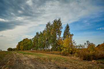 Obraz premium A large tree in a field
