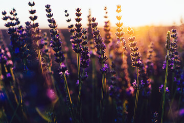 scenery beauty of nature, close up view of blooming lavender flowers