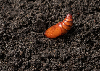 A pupa moth against the background of the soil. A closeup...