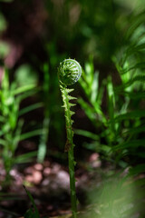 green ferns on a green background