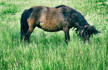 Konie Kuce © Magorzata
