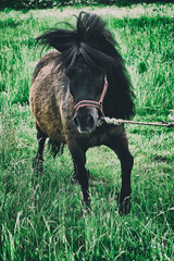 Konie Kuce © Magorzata